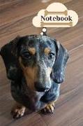 Notebook: Dachshund Dog