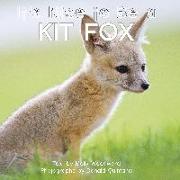 It's Nice to Be a Kit Fox