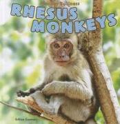 Rhesus Monkeys