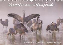Kraniche am Schlafplatz - im Naturparadies der Mecklenburgischen Seenplatte (Wandkalender 2019 DIN A3 quer)