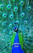 Address Book: Peacock
