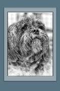 Lhasa Apso Notebook: Dog Notebook, Journal, Gift Book