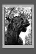 Black Horse Notebook: Notebook, Journal, Gift Book