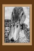 Brown Eyed Duck: Notebook, Journal, Gift Book