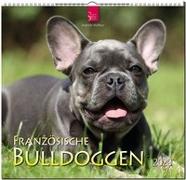 Französische Bulldoggen 2020