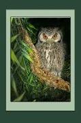 Night Owl Notebook: Notebook, Journal, Gift Book