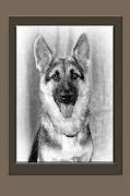 German Shepherd Notebook: Dog Notebook, Journal, Gift Book