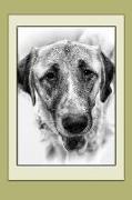 Anatolian Shepherd Dog Notebook: Notebook, Journal, Gift Book