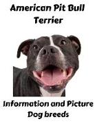 American Pit Bull Terrier Information and Picture: Dog Breeds