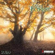 Deep Forest 2020