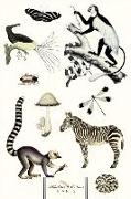 Noir Et Blanc (Black & White Animals): Nature Is the Designer!