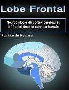 Lobe Frontal: Neurobiologie Du Cortex Cérébral Et Préfrontal Dans Le Cerveau Humain