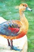 Notes: Lesser Whistling-Duck - Blank College-Ruled Lined Notebook