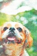 Notes: Portrait of a Cute Shih Tzu Dog - Blank College-Ruled Lined Notebook