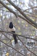 Birder Journal: Bird Watching Log Book, Field Diary Notebook, Birding Trips Species Record Tracker, Gift for Magpie Bird Lovers
