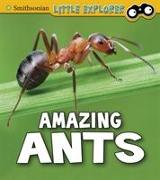 AMAZING ANTS