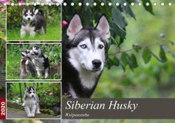 Siberian Husky - Welpenstube (Tischkalender 2020 DIN A5 quer)