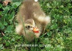 Laufentenküken - Sunny (Wandkalender 2020 DIN A3 quer)