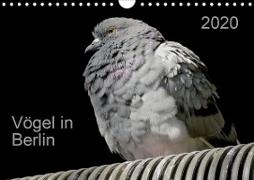 Vögel in Berlin (Wandkalender 2020 DIN A4 quer)