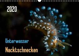Unterwasser - Nacktschnecken 2020 (Wandkalender 2020 DIN A3 quer)
