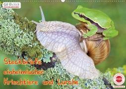 GEOclick Lernkalender: Steckbriefe einheimischer Kriechtiere und Lurche (Wandkalender 2020 DIN A2 quer)
