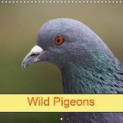 Wild Pigeons (Wall Calendar 2020 300 × 300 mm Square)