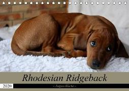 Rhodesian Ridgeback Augen-Blicke (Tischkalender 2020 DIN A5 quer)