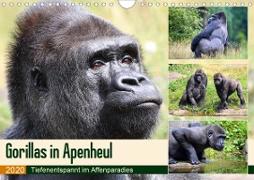 Flachlandgorillas in Apenheul (Wandkalender 2020 DIN A4 quer)