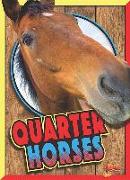 Quarter Horses