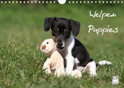 Welpen - Puppies (Wandkalender 2020 DIN A4 quer)