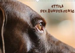 Attila, Der Hundekönig (Wandkalender 2020 DIN A3 quer)