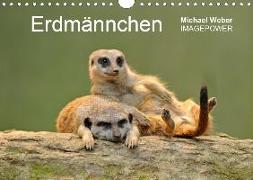 Erdmännchen - Tierkinder (Wandkalender 2020 DIN A4 quer)