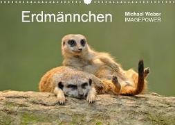 Erdmännchen - Tierkinder (Wandkalender 2020 DIN A3 quer)