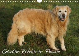 Golden Retriever Power (Wandkalender 2020 DIN A4 quer)