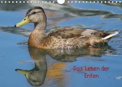 Das Leben der Enten (Wandkalender 2020 DIN A4 quer)