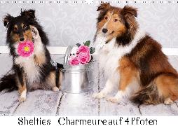 Shelties : Charmeure auf 4 Pfoten (Wandkalender 2020 DIN A3 quer)