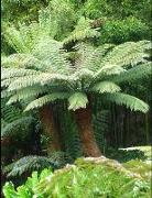 Tree Fern Notebook: 150 Large Lined Blank Pages