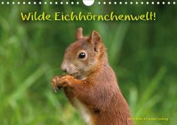 Wilde Eichhörnchenwelt! (Wandkalender 2020 DIN A4 quer)