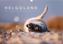 Helgoland - Das Leben auf der Düne Helgolands (Wandkalender 2020 DIN A3 quer)