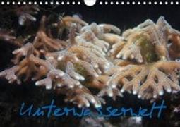 Unterwasserwelt (Wandkalender 2020 DIN A4 quer)