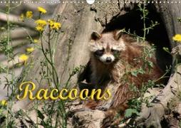 Raccoons / UK-Version (Wall Calendar 2020 DIN A3 Landscape)