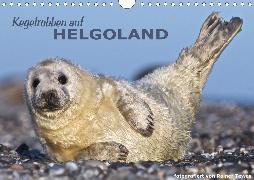 Kegelrobben auf Helgoland (Wandkalender 2020 DIN A4 quer)