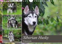 Siberian Husky - Welpenstube (Wandkalender 2020 DIN A4 quer)
