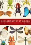 Die schönsten Insekten (Tischkalender 2020 DIN A5 hoch)