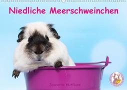 Niedliche Meerschweinchen (Wandkalender 2020 DIN A2 quer)