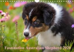 Australian Shepherd 2020 (Wandkalender 2020 DIN A4 quer)