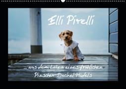 Elli Pirelli... aus dem Leben eines fröhlichen Pinscher-Dackel-Mädels (Wandkalender 2020 DIN A2 quer)