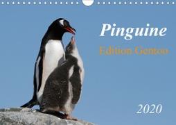 Pinguine - Edition Gentoo (Wandkalender 2020 DIN A4 quer)