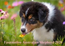 Australian Shepherd 2020 (Wandkalender 2020 DIN A2 quer)