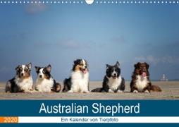 Australian Shepherd 2020 (Wandkalender 2020 DIN A3 quer)